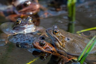 European common frogs, brown frog and grass frog pair (Rana temporaria) in amplexus gathering in