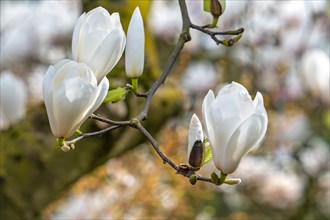 Blooming magnolia showing buds and white flowers in spring