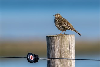 Meadow pipit (Anthus pratensis) perched on wooden fence post along grassland