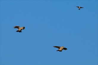 Three Eurasian skylarks (Alauda arvensis) calling in flight against blue sky in spring. Digital