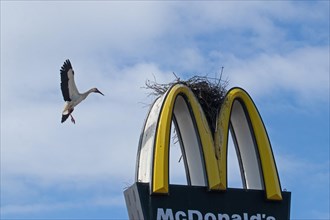 White stork with open wings flying to nest on Mc Donald's symbol looking right in front of blue sky