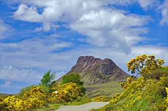 Flowering gorse in intense colours in front of a high mountain, spring, Mad men road, Highlands,