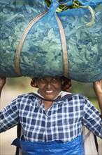 Indian tea picker carrying a big bag of tea leaves on her head, close-up, Munnar, Kerala, India,