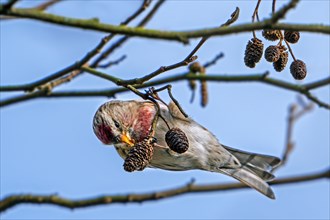 Common redpoll (Acanthis flammea) male eating seeds from catkins on European black alder tree
