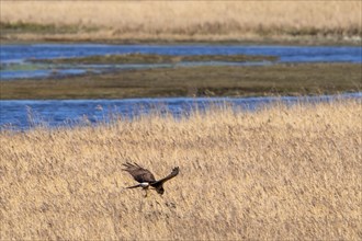 Hen harrier (Circus cyaneus) female flying over reed bed, reedbed while hunting for small birds in