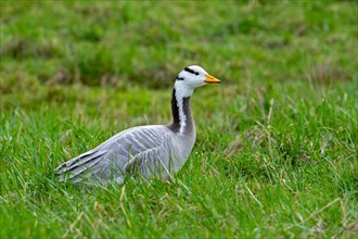 Bar-headed goose (Anser indicus) foraging in grassland, exotic species native to Central Asia