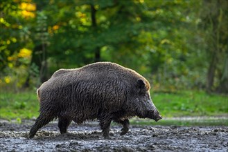 Solitary wild boar (Sus scrofa) male covered in mud after taking a mud bath, wallowing in quagmire