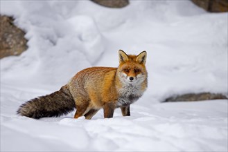 Red fox (Vulpes vulpes) hunting in the snow on mountain slope among the rocks in winter