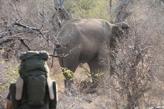 Man with elephant in the background, Limpopo, South Africa, Africa