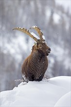 Alpine ibex (Capra ibex) male with big horns on mountain slope in deep snow in winter, Gran