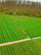 People walking between the rows of a vineyard in a rural setting, Jesus Grace Chruch, Weitblickweg,