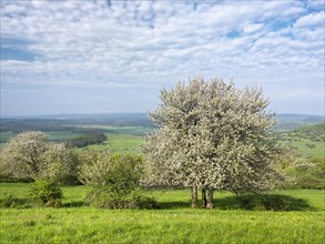 Blossoming cherry trees in the Thuringian Rhoen in spring, typical landscape at Gebaberg, Hohe
