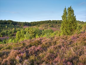 Typical heath landscape in the Totengrund near Wilsede with juniper and flowering heather,