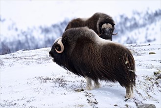 Two musk oxes (Ovibos moschatus) in the snow, Dovrefjell-Sunndalsfjella National Park, Norway,