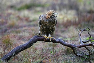 European golden eagle (Aquila chrysaetos chrysaetos) calling in the rain while perched on branch in