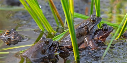 Amplexed European common frogs, brown frogs and grass frog pairs (Rana temporaria) gathering in