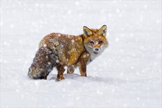 Red fox (Vulpes vulpes) hunting in the snow in winter during snowfall
