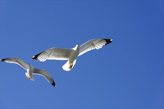 Yellow-legged gull (Larus michahellis), Marseille, Two gulls flying in front of a bright blue sky,