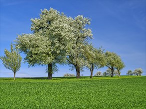 Blossoming pear trees, blue sky, Mostviertel, Lower Austria, Austria, Europe