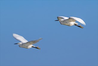 Two little egrets (Egretta garzetta) in flight against blue sky along the North Sea coast in late