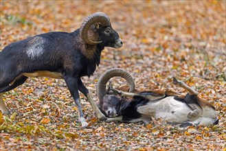 Defeated European mouflon (Ovis aries musimon) lying down after fight by two rams bashing heads and