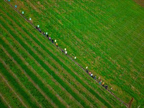 Aerial view of a snake of people stretching across rows of green vineyards, Jesus Grace Chruch,