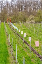 A nature learning trail with several information signs distributed between vines, Jesus Grace