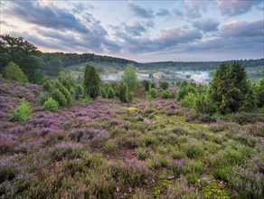 Typical heath landscape in the Totengrund near Wilsede with juniper, flowering heather and morning