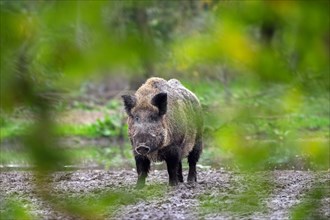 Solitary wild boar (Sus scrofa) male standing in mud of quagmire in forest, viewed through tree's