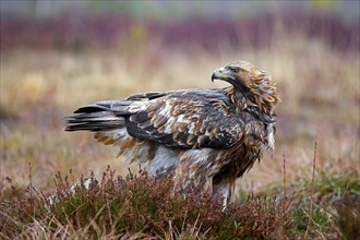 European golden eagle (Aquila chrysaetos chrysaetos) in moorland, heathland in the rain in winter