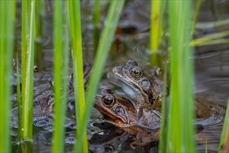 European common brown frogs, grass frog (Rana temporaria) pair in amplexus among aquatic plants in