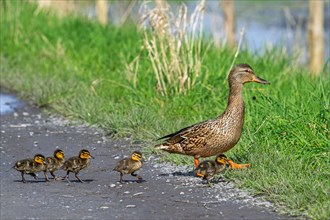 Mallard, wild duck (Anas platyrhynchos) female walking and leading ducklings over path to pond in