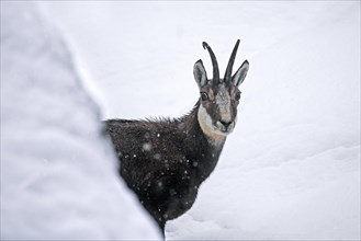 Alpine chamois (Rupicapra rupicapra) close-up portrait of male in the snow during snowfall in