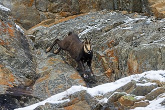 Alpine chamois (Rupicapra rupicapra) fleeing male in dark winter coat descending steep snowy rock