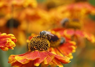 Sneezeweed (Helenium) with honey bee (Apis mellifera), North Rhine-Westphalia, Germany, Europe