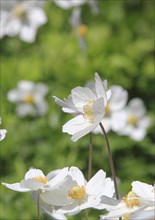 Wood anemone (Anemonoides nemorosa) (syn.: Anemone nemorosa), North Rhine-Westphalia, Germany,