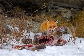 Scavenging red fox (Vulpes vulpes) feeding on carcass of killed, perished chamois in the snow in