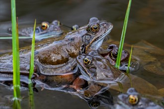 European common frogs, brown frogs, grass frog (Rana temporaria) group on eggs, frogspawn in pond