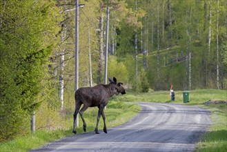Moose, elk (Alces alces) young bull with small antlers covered in velvet, crossing forest road in