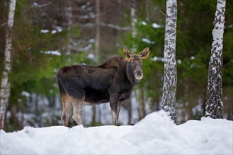 Moose, elk (Alces alces) young bull with small antlers foraging in forest in the snow in winter,