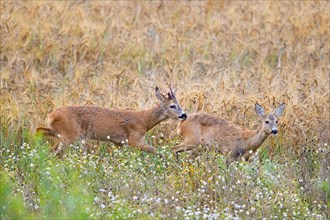 European roe deer (Capreolus capreolus) buck chasing doe in heat before mating in wheat field