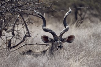 Male kudu, Limpopo, South Africa, Africa