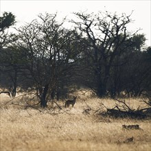 Landscape with jackal, Limpopo, South Africa, Africa