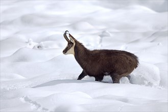 Alpine chamois (Rupicapra rupicapra) solitary male in dark winter coat walking in deep snow over