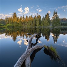 Small lake in the Thuringian Forest in the morning light, tree felled by a beaver lies in the