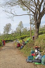 Indian tea pickers taking a break on a tea plantation, Munnar, Kerala, India, Asia