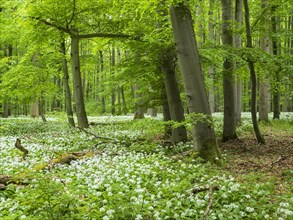 Ramson (Allium ursinum) in the beech forest, Hainich National Park, Bad Langensalza, Thuringia,