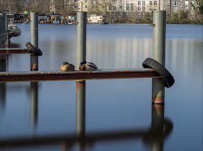 Long exposure, sleeping ducks on a jetty, Berlin, Germany, Europe