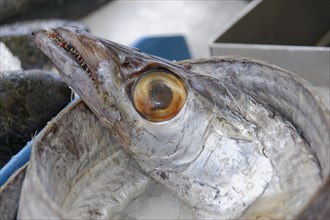 Fish sale at the harbour, close-up of the head of a caught fish with visible eye at a market,