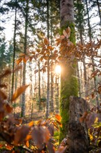 The setting sun shines through a forest and creates a warm play of light on a tree trunk,